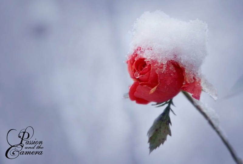 Born to wither, flower, winter, cold, rosde, HD wallpaper