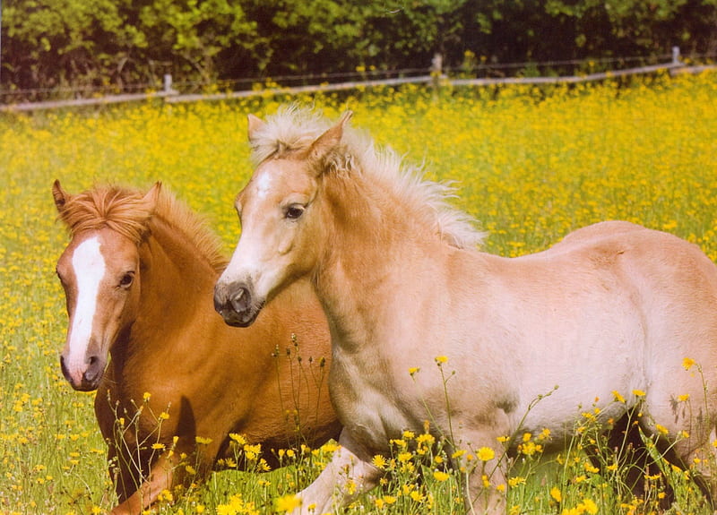 Palomino Pals, Palomino Horses, Horses, Foals, Coalts and fillies, HD wallpaper