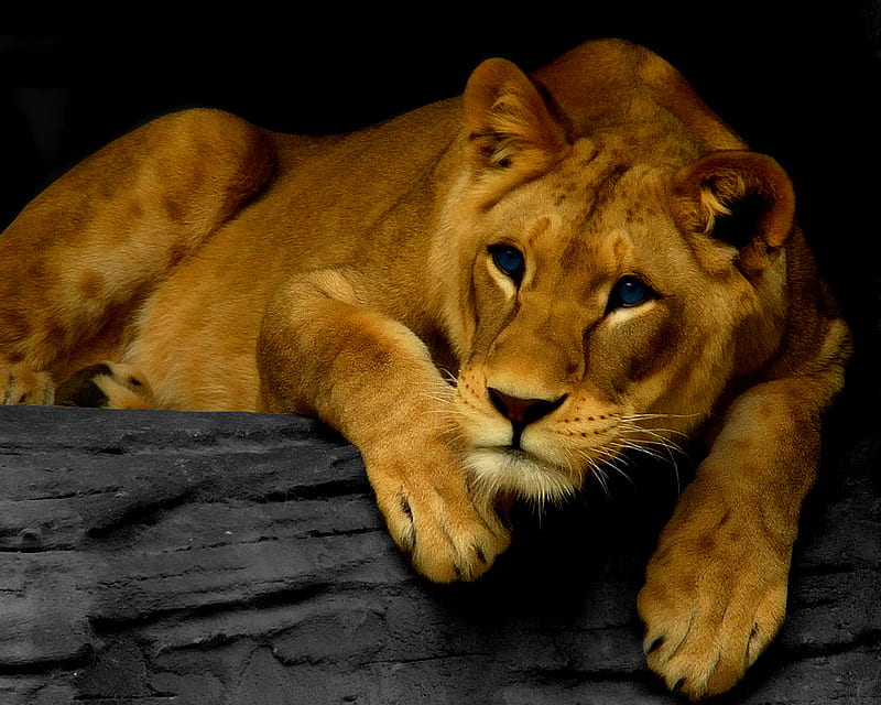 Beautiful Female Lion, art, manipulation, abstract, hop, lioness, cats, lions, big cats, animals, HD wallpaper