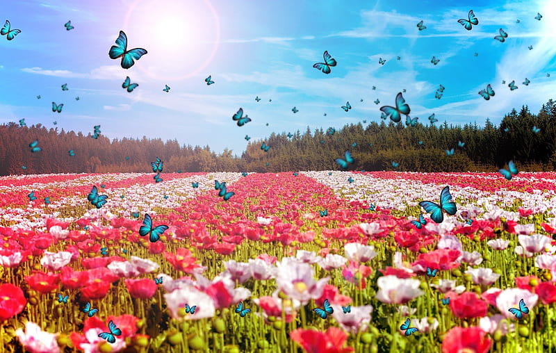 ✰Flapping Wings Spectacular✰, pretty, Resources, Backgrounds, clouds, flapping, Nature, splendor, love, flowers, tulips, florals, wings, lovely, sky, cute, cool, Stock , blossoms, rays of light, sunshine, colorful, breathtaking, bonito, seasons, Premade, fields, blooms, magnificent, gorgeous, animals, colors, spring, butterflies, HD wallpaper