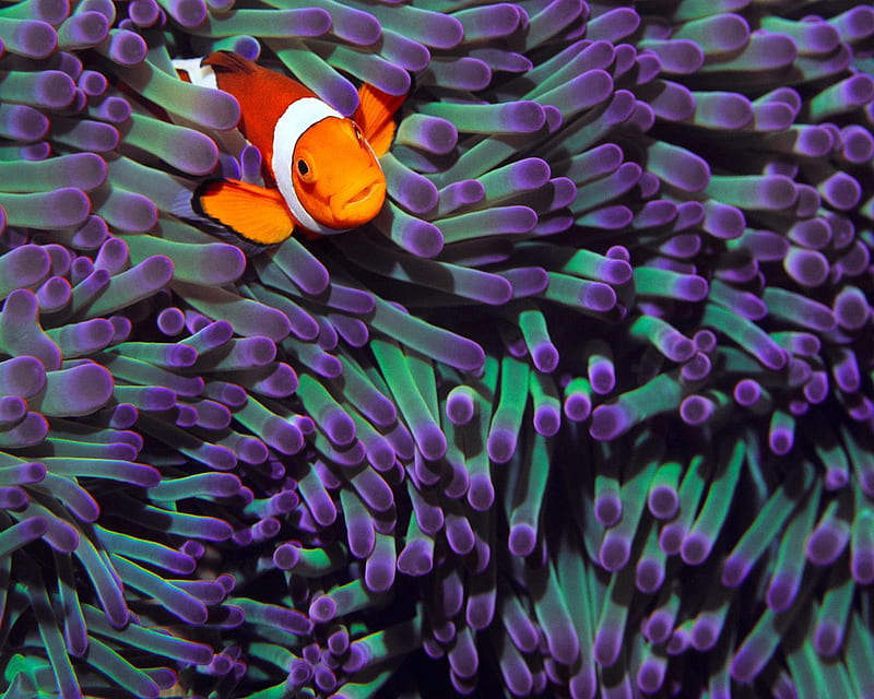 Clown Fish Live in the Pacific Ocean and Indian Ocean, waving, stripes, orange, fish, ocean, indian, pacific, small, clown, purple, white, animals, HD wallpaper