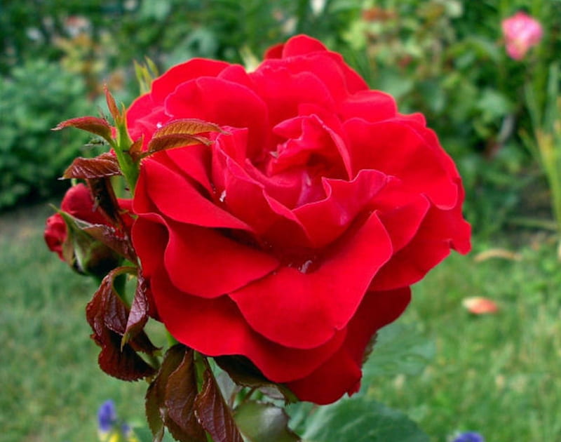 Red Rose Bloom, red, bloom, flowers, nature, roses, buds, HD wallpaper ...