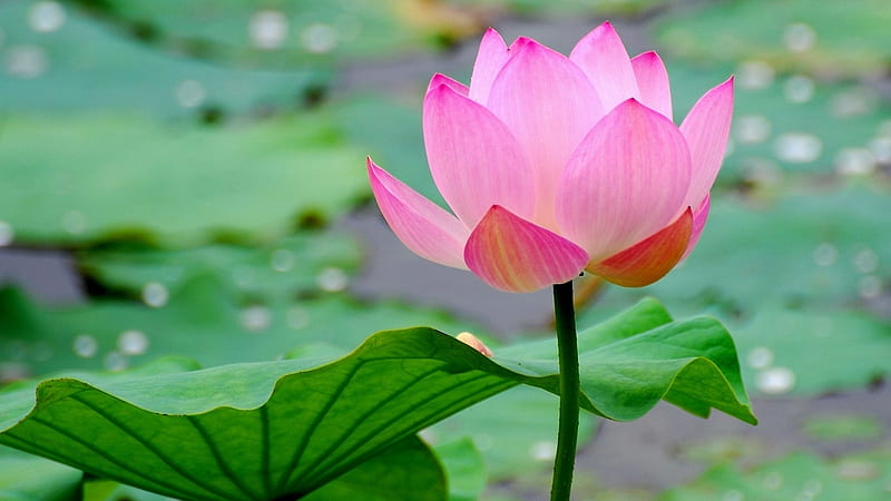 Pink Lotus, pond, water, closeup, lilly, green leaves, pink, HD wallpaper