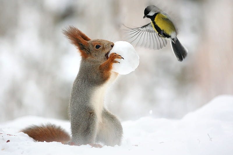 Squirrel, pitigoi, blue tit, animal, iarna, winter, veverita, cute, bird, snow, funny, HD wallpaper