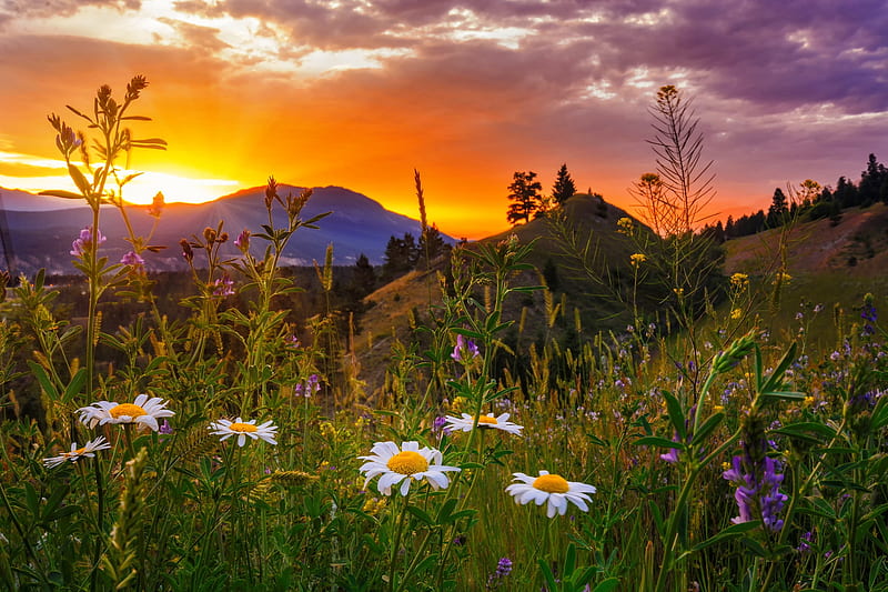 Mountain sunset, pretty, rocks, amazing, grass, fiery, bonito, sunset, spring, sky, mountain, wildflowers, summer, meadow, HD wallpaper