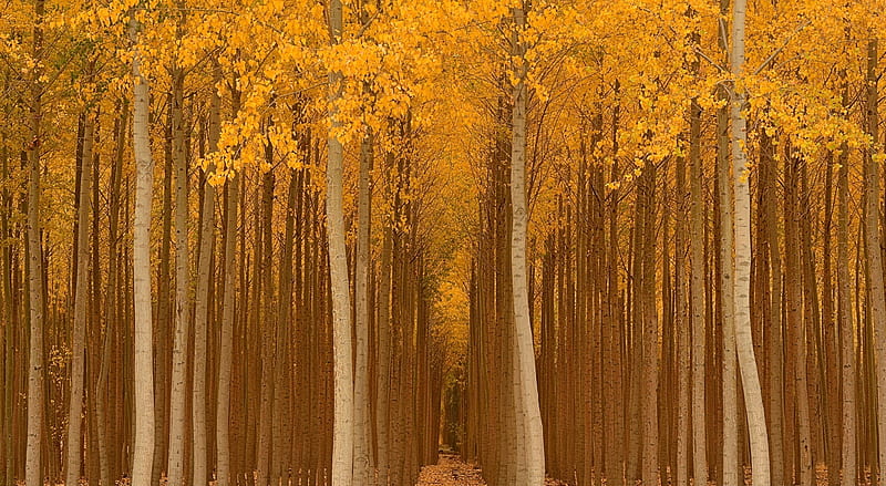 Autumn Yellow Trees Ultra, Seasons, Autumn, Yellow, Trees, Fall, Rows, HD wallpaper