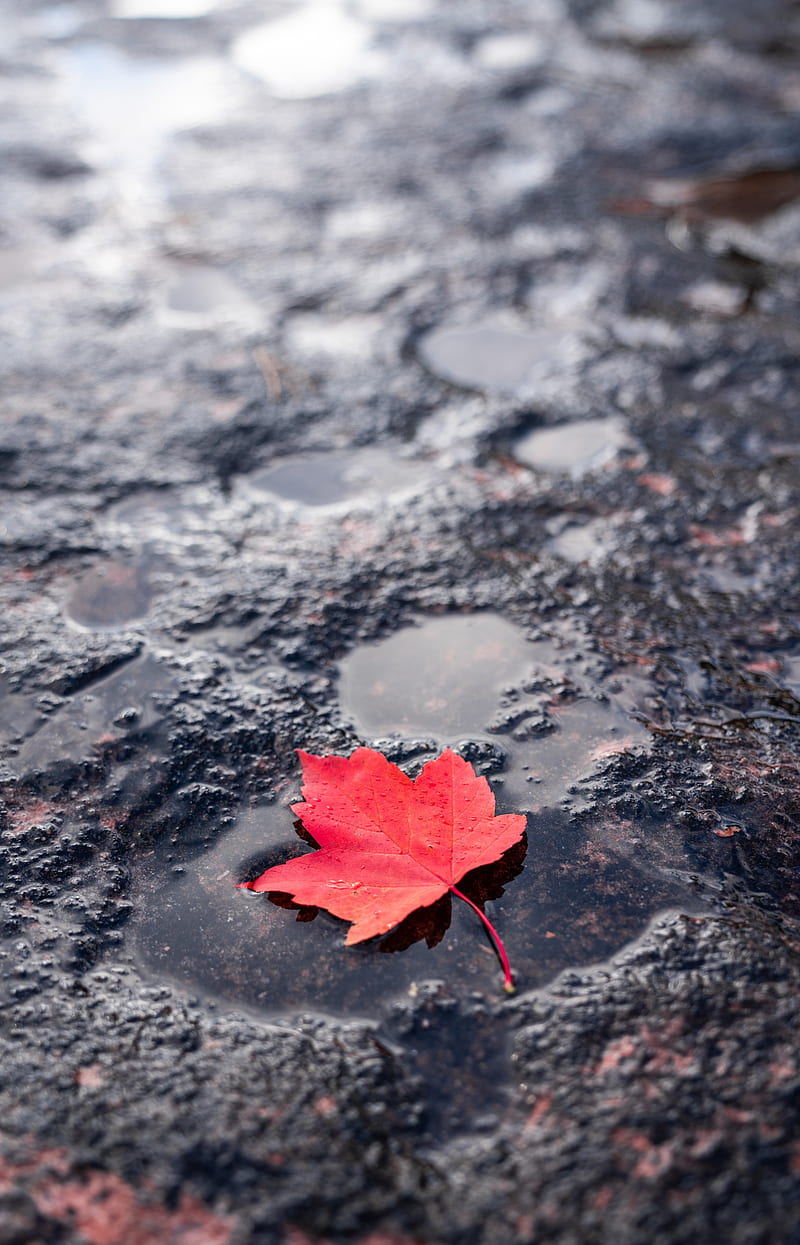 leaf, red, puddle, maple, wet, after rain, HD phone wallpaper