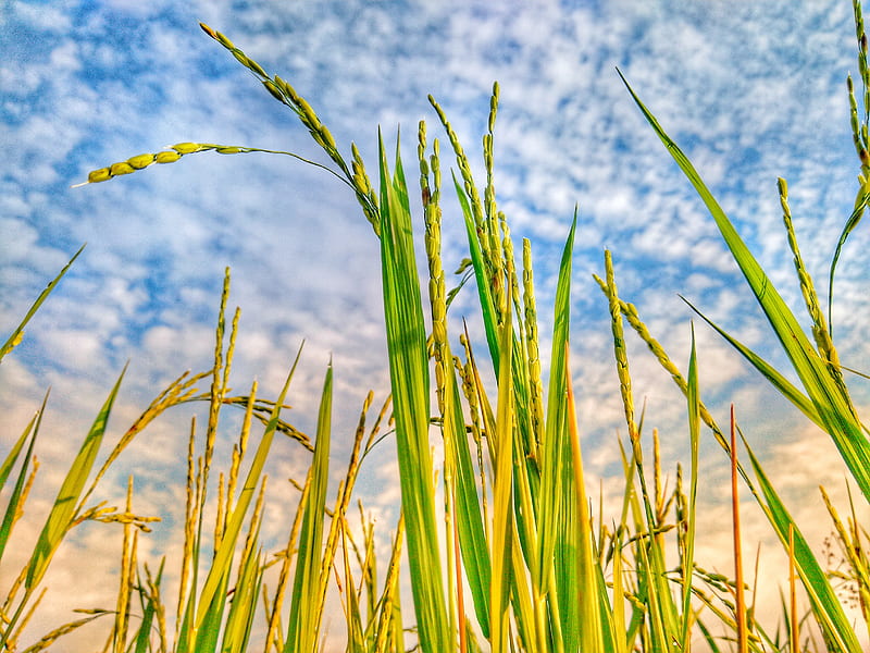 Rice Field Pictures HD  Download Free Images on Unsplash