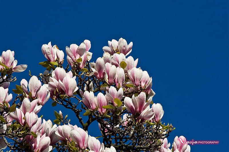Flores de magnolia, ramas de magnolia florecidas, flores rosadas, bonito,  cielo azul, Fondo de pantalla HD | Peakpx