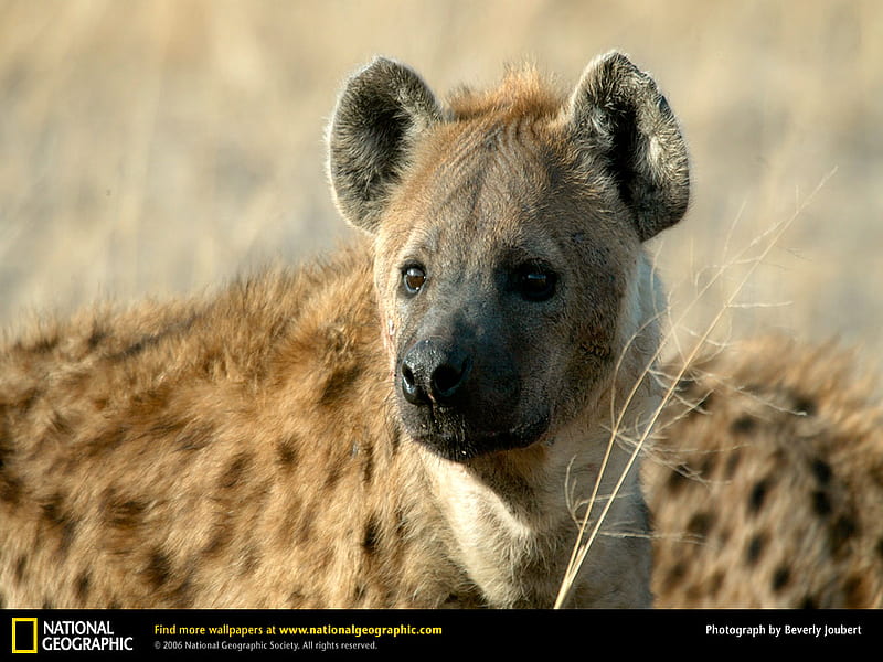 Hyena!, wild beast, african, scavenger, hyena, spotted hyena, fierce, HD wallpaper