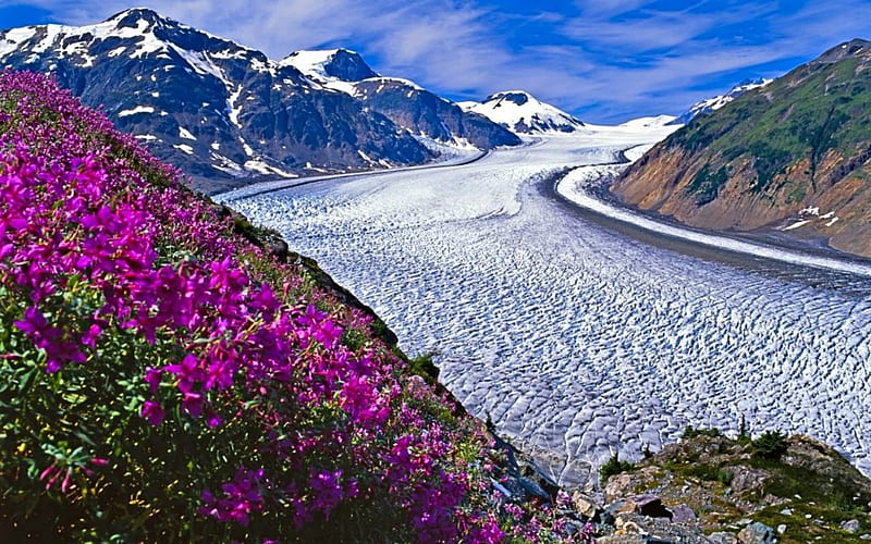 Salmon Glacier, BC, Canada, BC, Mountains, Flowers, Glacier, HD wallpaper
