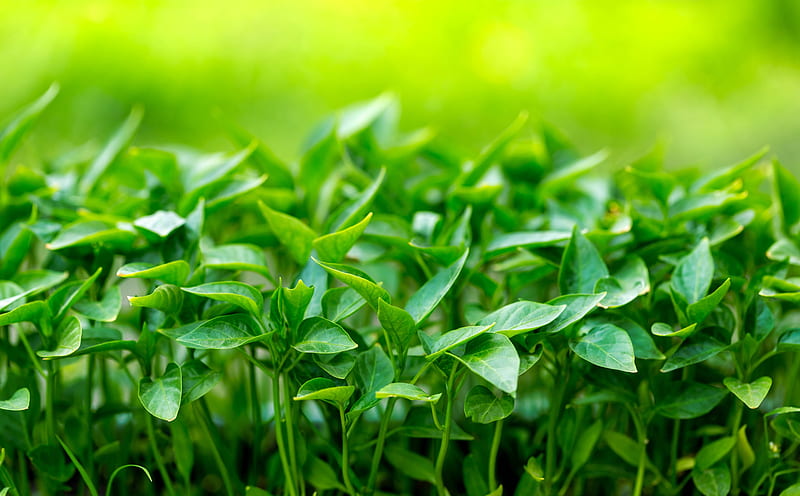 Green Sprouts Ultra, Aero, Macro, green, sprouts, plant, fresh, HD wallpaper