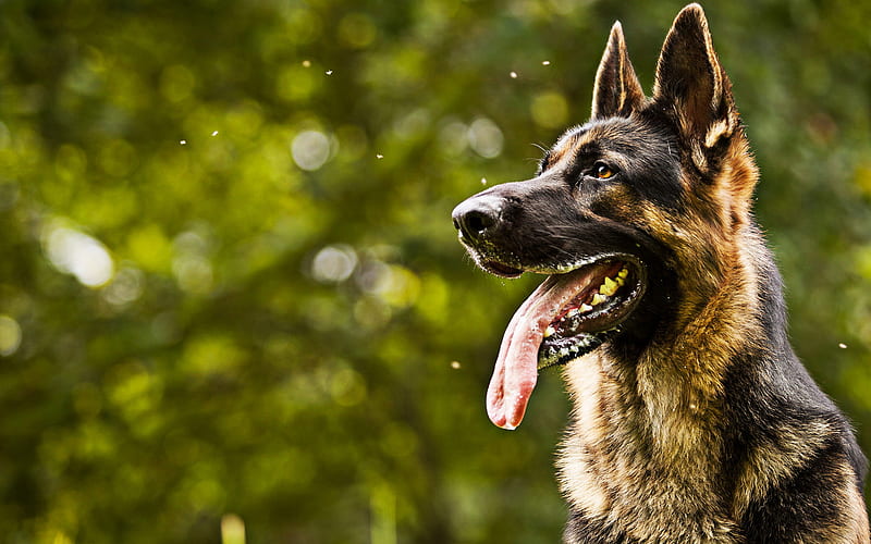 German Shepherd, summer, cute animals, bokeh, pets, dog with big ears, dogs, German Shepherd Dog, HD wallpaper