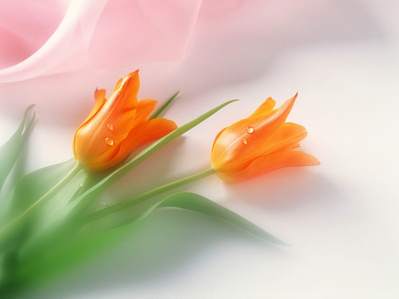 Lovely Tulips, Tulips, Green leaves, Flowers, Orange, HD wallpaper