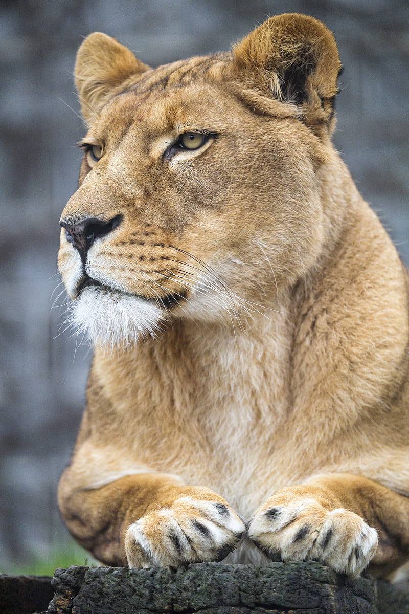 lioness, big cat, predator, glance, paws, HD phone wallpaper