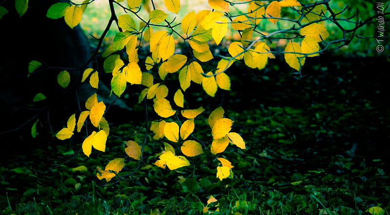 Leaf, Fall, Branch, Earth, Oak, HD wallpaper