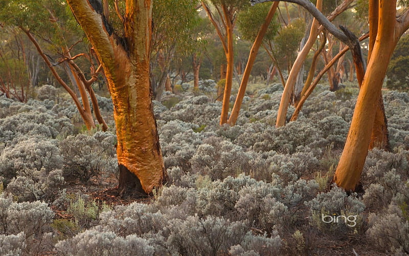 Eucalyptus salubris trees Australia, Trees, Salubris, Australia, Eucalyptus, HD wallpaper