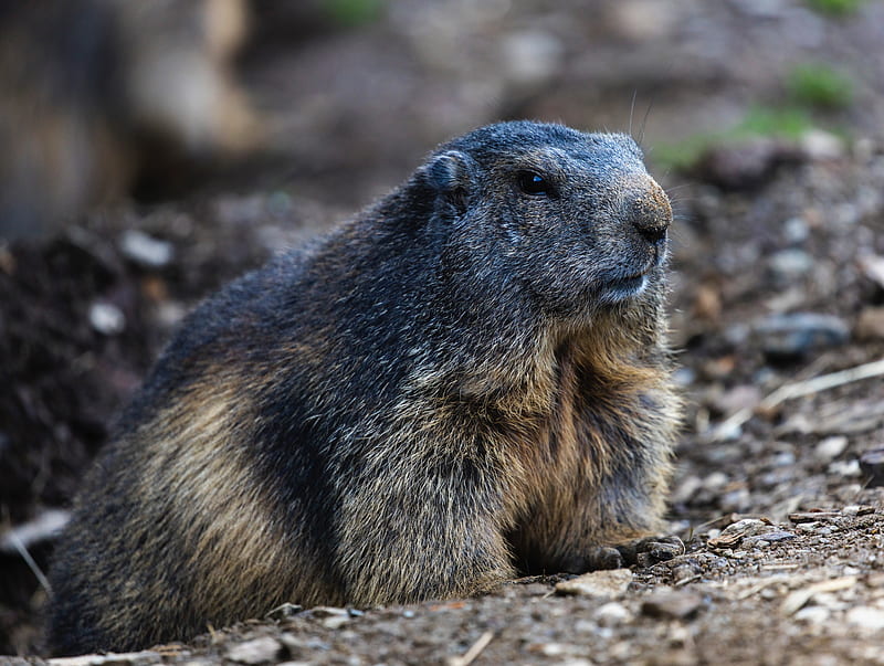 marmot, groundhog, rodent, wildlife, HD wallpaper