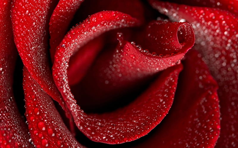 red rose, close-up, bud, drops, dew, roses, HD wallpaper