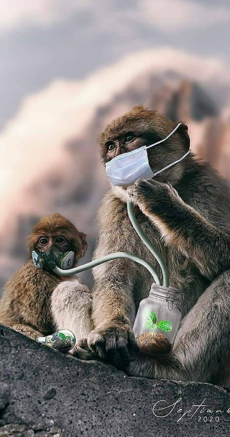Oxygen monkey, animal, creature, feeling, india, love, lovely, sad, scary, HD phone wallpaper