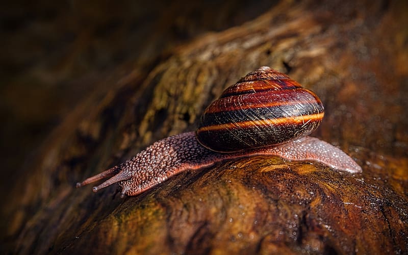 Snail, gastropods, zoology, malacology, Mollusks, animals, HD wallpaper