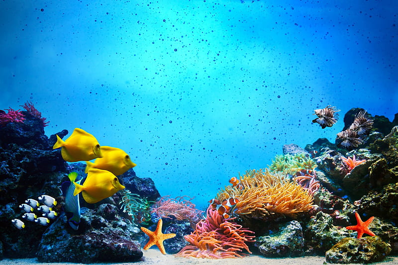Colorful coral reef under the sea Ocean Underwater World Background3d  rendering 10705071 Stock Photo at Vecteezy