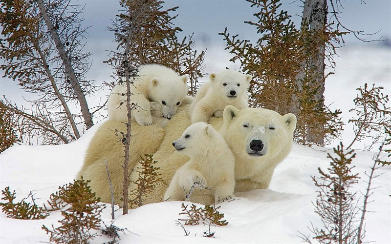 polar bears, family, winter, snow, cubs, bear, Canada, Wapusk National Park, HD wallpaper