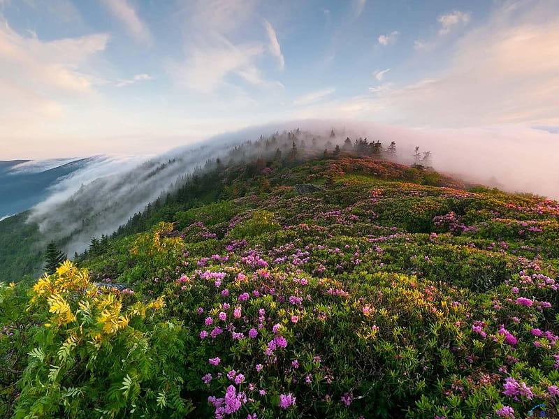 Rhododendron on top of Mountain, mountain, rhododendron, flowers, nature, fog, HD wallpaper