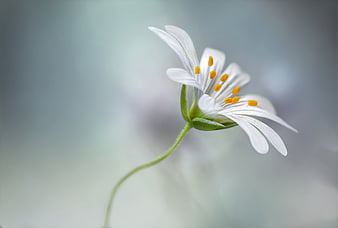 The Beauty of a Single Flower, white pletals, close up, white flowers,  macro, HD wallpaper | Peakpx