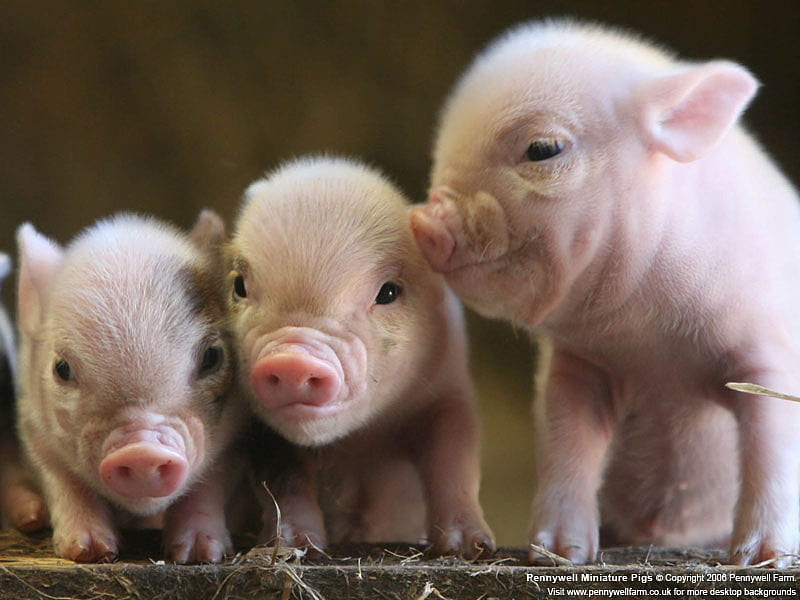 Three Little Pigs, snouts, curios, babies, oink, pink, piggies, HD wallpaper