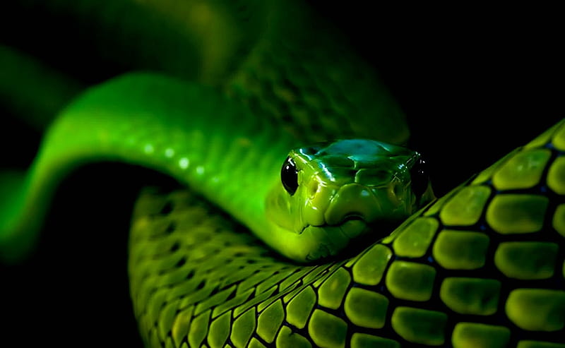 Snake Eyes, green, scary, black, face, emerald, eyes, snake, HD wallpaper