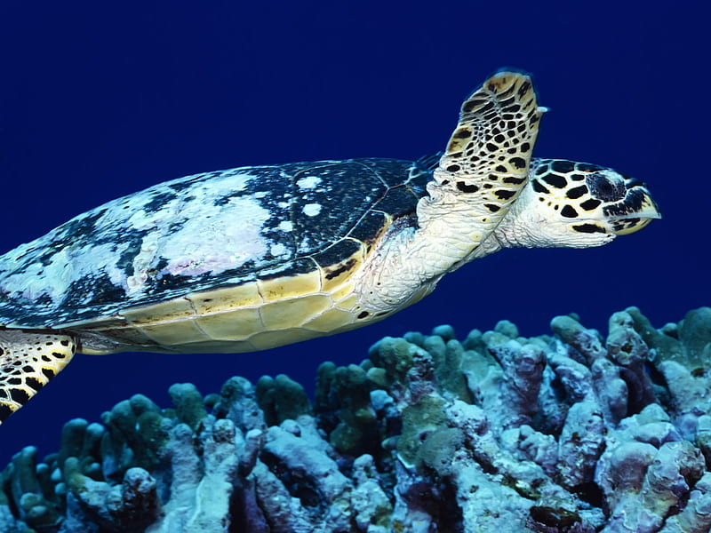 Blue Sea Turtle, water, ocean, coral, nature, sealife, turtle, animals, seaturtle, HD wallpaper
