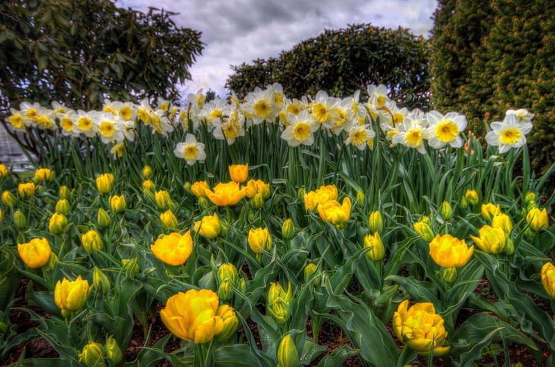 daffodils field, nature, spring, daffodils, field, HD wallpaper