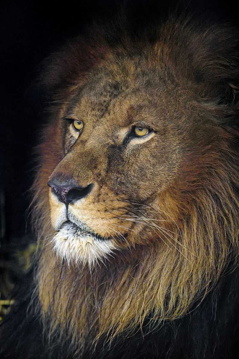 lion, animal, predator, king of beasts, head, glance, HD phone wallpaper