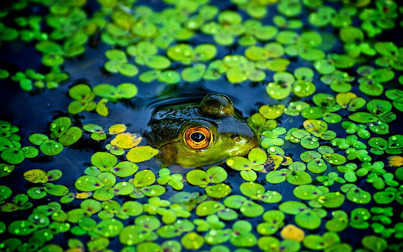 frogs-Animal graphy, HD wallpaper