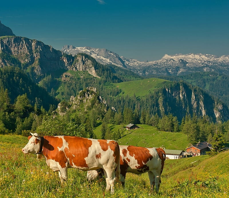 Alps near Berchtesgaden, Germany, landscape, mountains, cows, meadow, HD wallpaper