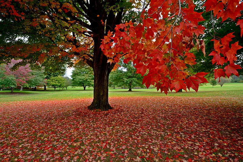 Autumn Glory, scenic autumn, autumn colors, beautiful autumn, gorgeous autumn, autmn beauty, HD wallpaper