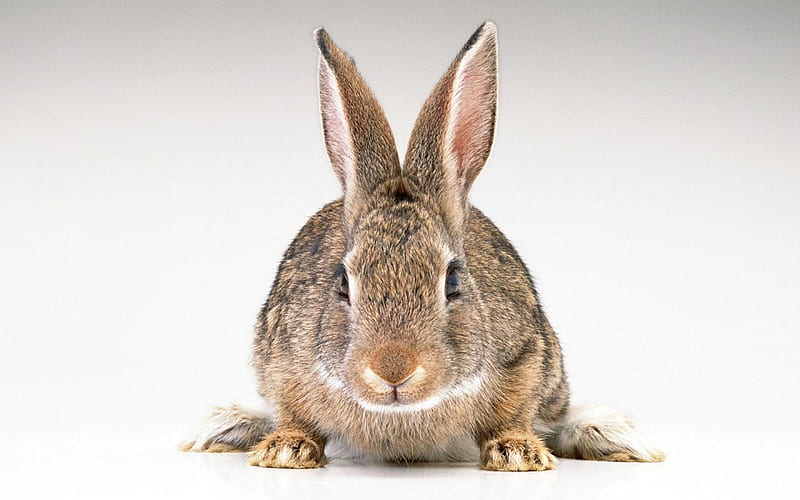 Bunny Rabbit, nose, rabbit, brown, bunny, eyes, animals, fur, HD wallpaper