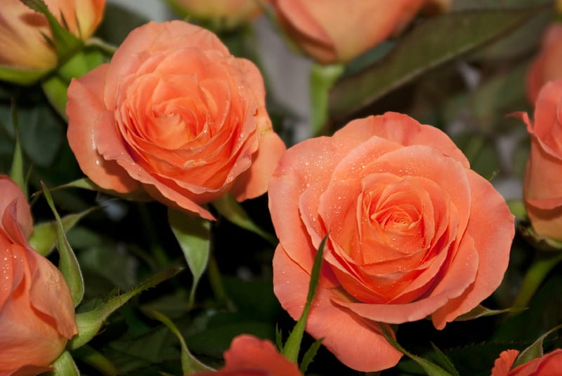 Rosas salmón, bonita, encantadora, fresco, rosas, dulce, salmón, flores,  naturaleza, Fondo de pantalla HD | Peakpx