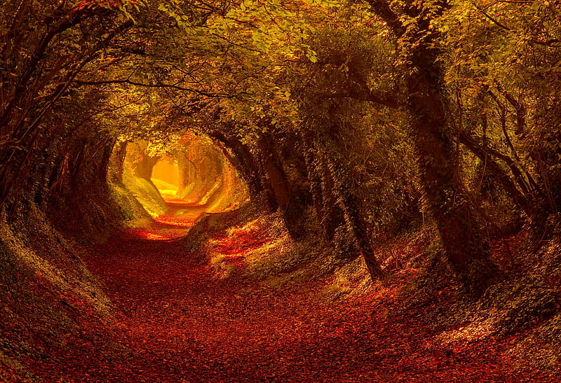 Golden autumn tunnel, forest, fall, autumn, bonito, trees, foliage, leaves, walk, season, tunnel, branches, HD wallpaper