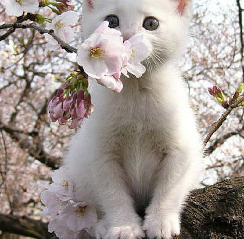 Sakura Kitty!, sakura, kitty, flowers, cat, trees, animal, HD wallpaper ...