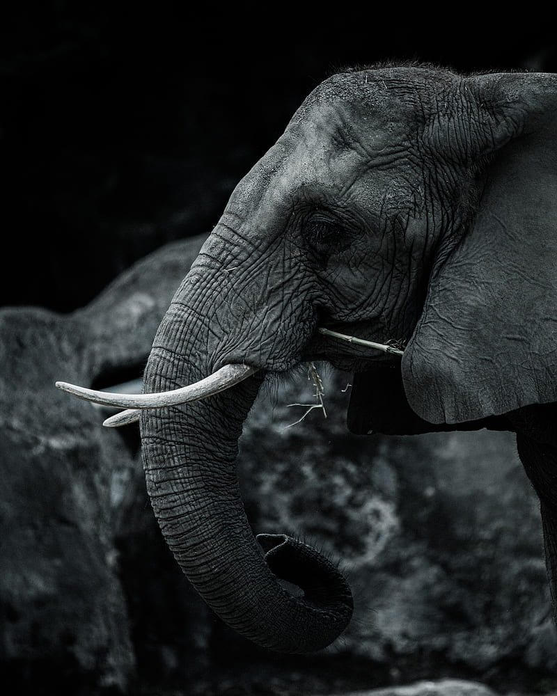 elephant, monochrome, profile view, wildlife, tusks, Animal, HD phone wallpaper