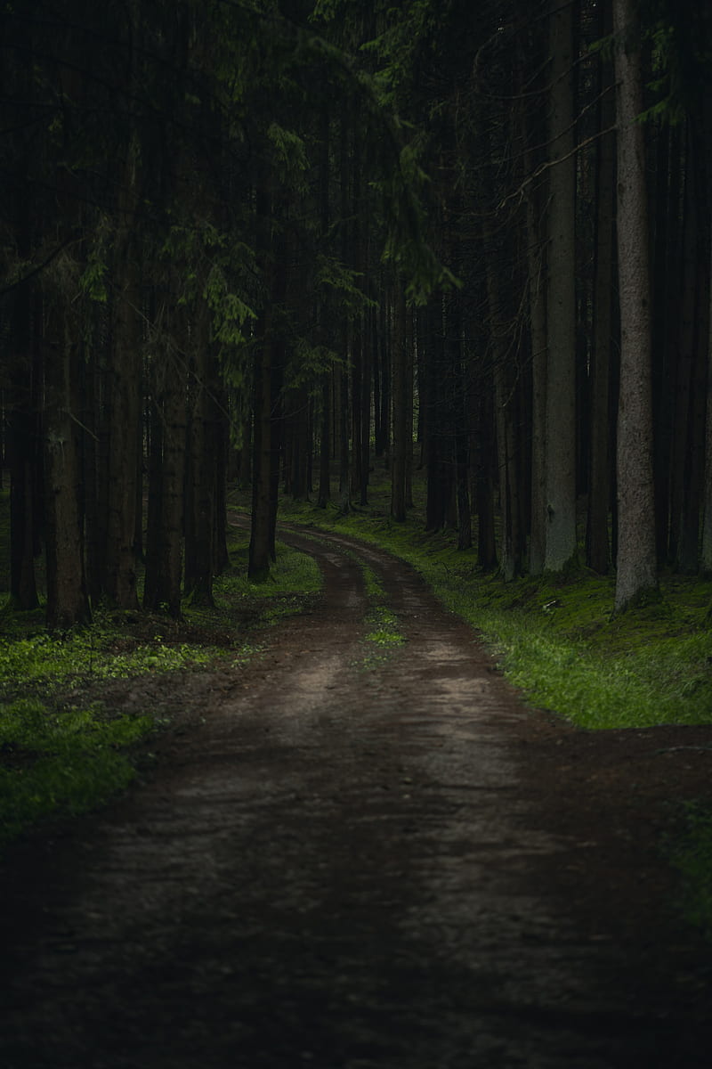 path, trees, forest, grass, branches, HD phone wallpaper