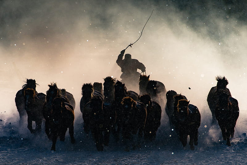 mongolia, herd, horse, animal, HD wallpaper
