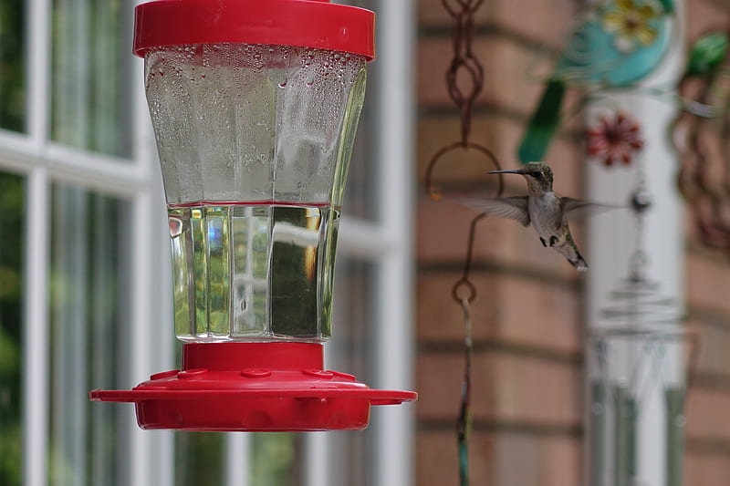 Hummingbird, Ruby-throated, feeder, flying, HD wallpaper