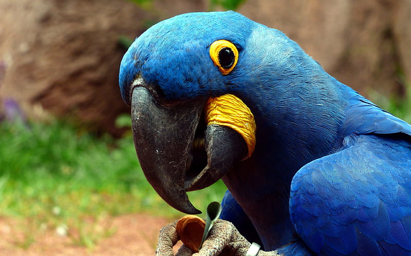 Hyacinth macaw, blue parrot, beautiful blue bird macaw, Anodorhynchus hyacinthinus, HD wallpaper