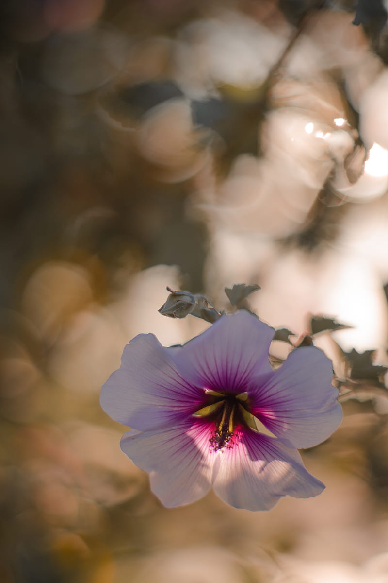 white and purple hibiscus flower, HD phone wallpaper