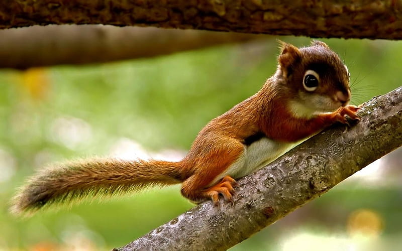 Adorable Baby Squirrel, adorable, babies, animals, squirrels, HD wallpaper