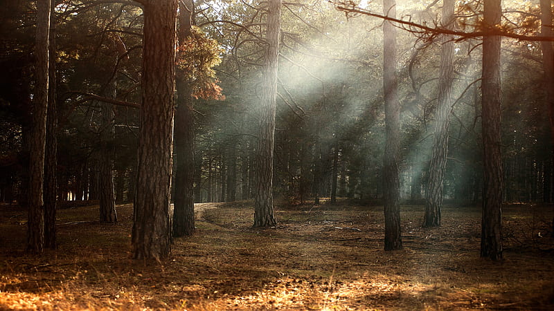 Earth, Sunbeam, Fall, Fog, Forest, Pine Tree, HD wallpaper