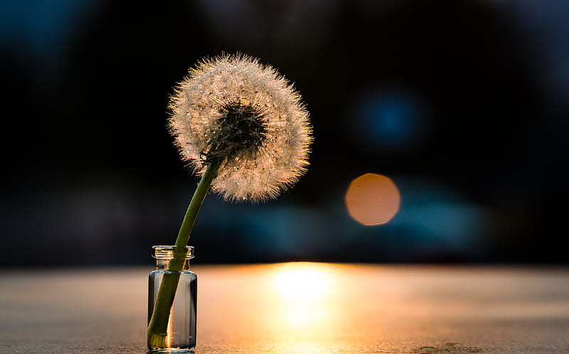 withered dandelion in clear glass vial, HD wallpaper